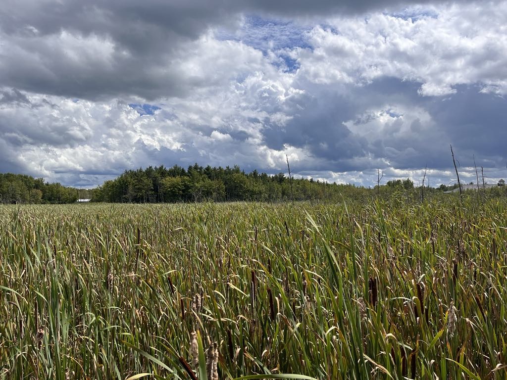 Lyssa Kennedy_Oromocto Wetlands